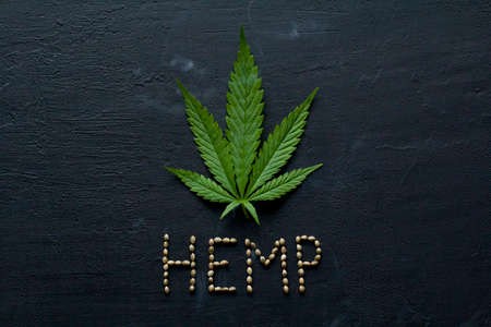 Green leaves of technical hemp on black modern concrete background. Green background of leaves. Close-up young hemp. Green cannabis leaves, marijuana leaves. Medicinal indica with CBD. smoke, smog.の写真素材