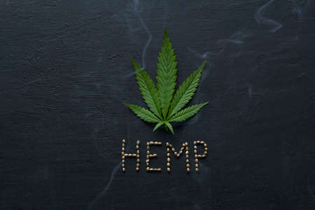 Green leaves and seeds of technical hemp lie on a black modern concrete background. Green background of leaves. Close-up young hemp. Green cannabis leaves, marijuana leaves. Copy space for your text.の写真素材