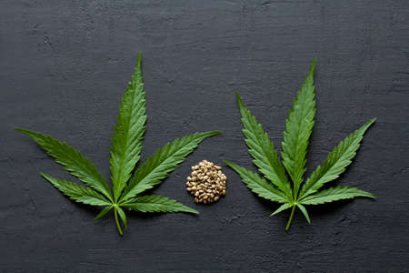 Green leaves and seeds of technical hemp lie on a black modern concrete background. Green background of leaves. Close-up young hemp. Green cannabis leaves, marijuana leaves. Copy space for your text.の写真素材