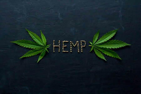 Green leaves and seeds of technical hemp lie on a black modern concrete background. Green background of leaves. Close-up young hemp. Green cannabis leaves, marijuana leaves. Copy space for your text.の写真素材