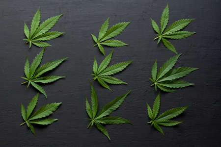 Green leaves and seeds of technical hemp lie on a black modern concrete background. Green background of leaves. Close-up young hemp. Green cannabis leaves, marijuana leaves. Copy space for your text.の写真素材