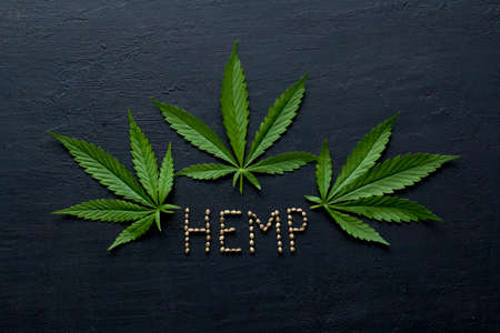 Green leaves and seeds of technical hemp lie on a black modern concrete background. Green background of leaves. Close-up young hemp. Green cannabis leaves, marijuana leaves. Copy space for your text.の写真素材