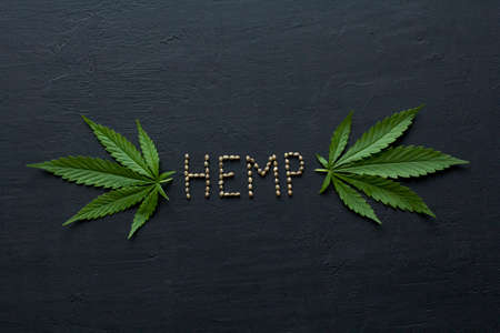 Green leaves and seeds of technical hemp lie on a black modern concrete background. Green background of leaves. Close-up young hemp. Green cannabis leaves, marijuana leaves. Copy space for your text.の写真素材