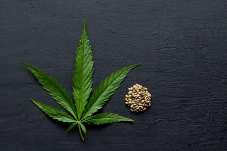 Green leaves and seeds of technical hemp lie on a black modern concrete background. Green background of leaves. Close-up young hemp. Green cannabis leaves, marijuana leaves. Medicinal indica with CBD.の写真素材