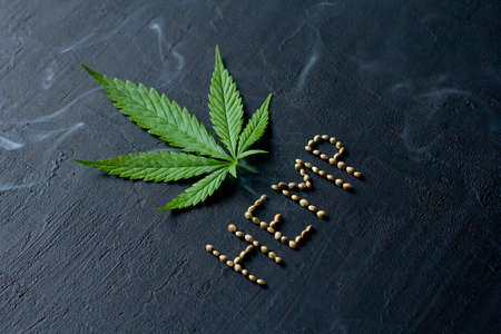 Green leaves and seeds of technical hemp lie on a black modern concrete background. Green background of leaves. Close-up young hemp. Green cannabis leaves, marijuana leaves. Copy space for your text.の写真素材