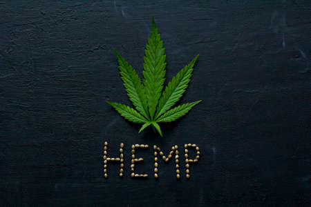Green leaves and seeds of technical hemp lie on a black modern concrete background. Green background of leaves. Close-up young hemp. Green cannabis leaves, marijuana leaves. Copy space for your text.の写真素材