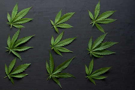 Green leaves and seeds of technical hemp lie on a black modern concrete background. Green background of leaves. Close-up young hemp. Green cannabis leaves, marijuana leaves. Copy space for your text.の写真素材