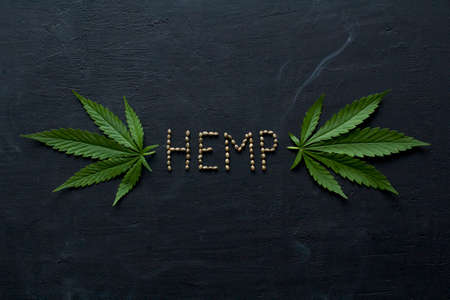 Green leaves and seeds of technical hemp lie on a black modern concrete background. Green background of leaves. Close-up young hemp. Green cannabis leaves, marijuana leaves. Medicinal indica with CBD.の写真素材