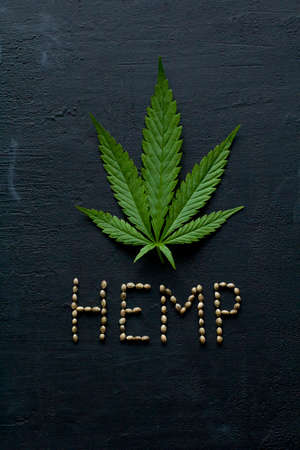 Green leaves and seeds of technical hemp lie on a black modern concrete background. Green background of leaves. Close-up young hemp. Green cannabis leaves, marijuana leaves. Medicinal indica with CBD.の写真素材