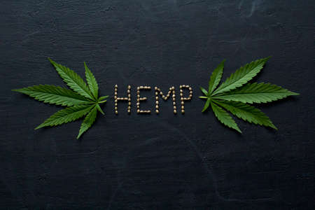 Green leaves and seeds of technical hemp lie on a black modern concrete background. Green background of leaves. Close-up young hemp. Green cannabis leaves, marijuana leaves. Medicinal indica with CBD.の写真素材