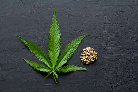 Green leaves and seeds of technical hemp lie on a black modern concrete background. Green background of leaves. Close-up young hemp. Green cannabis leaves, marijuana leaves. Medicinal indica with CBD.の写真素材