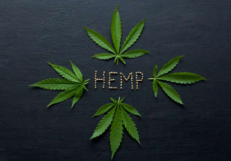 Green leaves and seeds of technical hemp lie on a black modern concrete background. Green background of leaves. Close-up young hemp. Green cannabis leaves, marijuana leaves. Copy space for your text.の写真素材