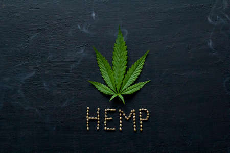 Green leaves and seeds of technical hemp lie on a black modern concrete background. Green background of leaves. Close-up young hemp. Green cannabis leaves, marijuana leaves. Medicinal indica with CBD.の写真素材