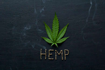 Green leaves and seeds of technical hemp lie on a black modern concrete background. Green background of leaves. Close-up young hemp. Green cannabis leaves, marijuana leaves. Copy space for your text.の写真素材