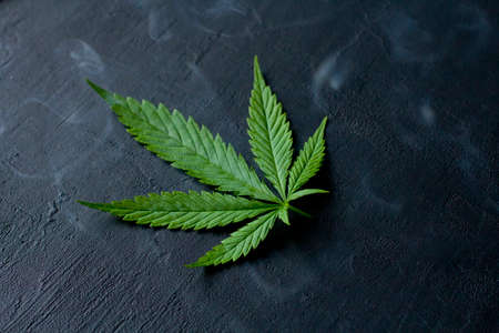 Green leaves of technical hemp on black modern concrete background. Green background of leaves. Close-up young hemp. Green cannabis leaves, marijuana leaves. Medicinal indica with CBD. smoke, smog.の写真素材