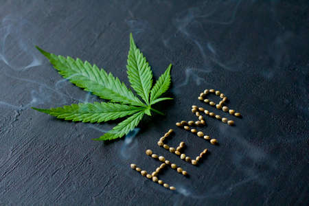 Green leaves and seeds of technical hemp lie on a black modern concrete background. Green background of leaves. Close-up young hemp. Green cannabis leaves, marijuana leaves. Medicinal indica with CBD.の写真素材