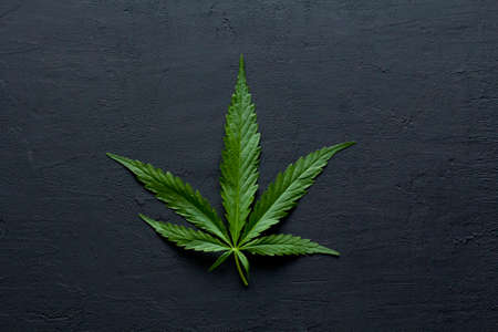 Green leaves of technical hemp lie on a black modern concrete background. Green background of leaves. Close-up young hemp. Green cannabis leaves, marijuana leaves. Medicinal indica with CBD.の写真素材