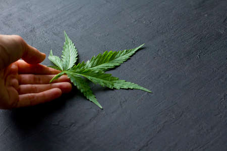 Green leaves and seeds of technical hemp lie on a black modern concrete background. Green background of leaves. Close-up young hemp. Green cannabis leaves, marijuana leaves. Copy space for your text.の写真素材
