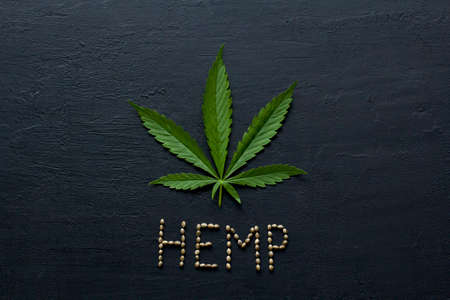 Green leaves and seeds of technical hemp lie on a black modern concrete background. Green background of leaves. Close-up young hemp. Green cannabis leaves, marijuana leaves. Copy space for your text.の写真素材