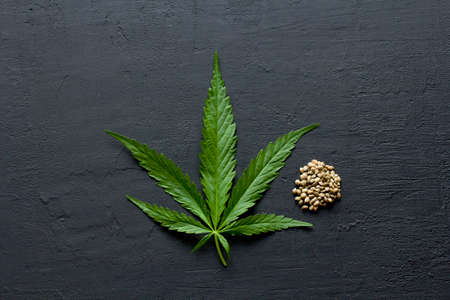 Green leaves and seeds of technical hemp lie on a black modern concrete background. Green background of leaves. Close-up young hemp. Green cannabis leaves, marijuana leaves. Copy space for your text.の写真素材