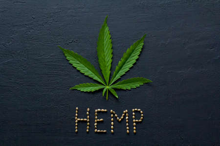 Green leaves and seeds of technical hemp lie on a black modern concrete background. Green background of leaves. Close-up young hemp. Green cannabis leaves, marijuana leaves. Copy space for your text.の写真素材