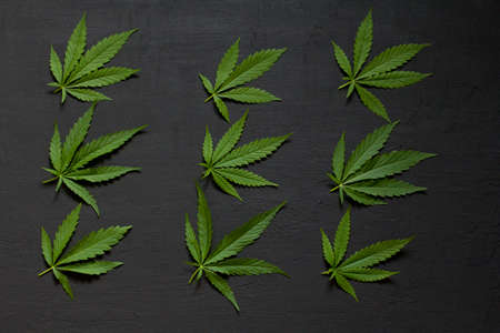 Green leaves and seeds of technical hemp lie on a black modern concrete background. Green background of leaves. Close-up young hemp. Green cannabis leaves, marijuana leaves. Copy space for your text.の写真素材