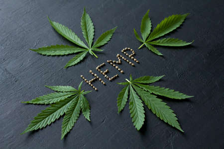 Green leaves and seeds of technical hemp lie on a black modern concrete background. Green background of leaves. Close-up young hemp. Green cannabis leaves, marijuana leaves. Copy space for your text.の写真素材