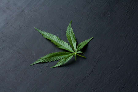 Green leaves and seeds of technical hemp lie on a black modern concrete background. Green background of leaves. Close-up young hemp. Green cannabis leaves, marijuana leaves. Copy space for your text.の写真素材