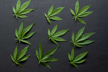 Green leaves and seeds of technical hemp lie on a black modern concrete background. Green background of leaves. Close-up young hemp. Green cannabis leaves, marijuana leaves. Copy space for your text.の写真素材