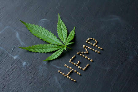 Green leaves and seeds of technical hemp lie on a black modern concrete background. Green background of leaves. Close-up young hemp. Green cannabis leaves, marijuana leaves. Copy space for your text.の写真素材