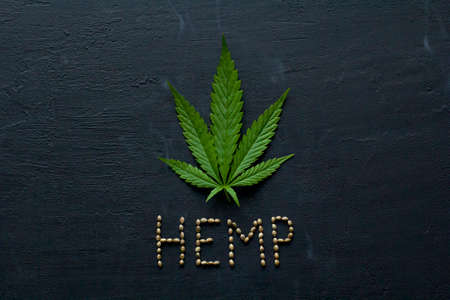 Green leaves and seeds of technical hemp lie on a black modern concrete background. Green background of leaves. Close-up young hemp. Green cannabis leaves, marijuana leaves. Copy space for your text.の写真素材