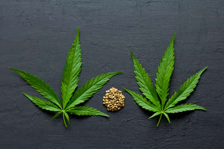 Green leaves and seeds of technical hemp lie on a black modern concrete background. Green background of leaves. Close-up young hemp. Green cannabis leaves, marijuana leaves. Copy space for your text.の写真素材