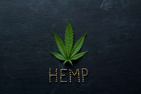 Green leaves and seeds of technical hemp lie on a black modern concrete background. Green background of leaves. Close-up young hemp. Green cannabis leaves, marijuana leaves. Copy space for your text.の写真素材