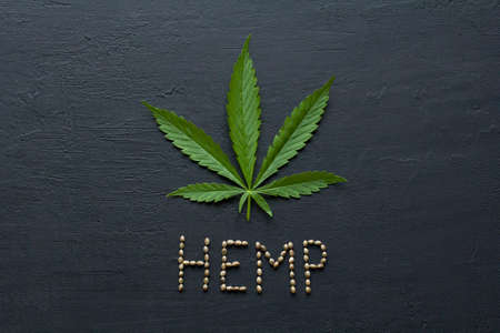 Green leaves and seeds of technical hemp lie on a black modern concrete background. Green background of leaves. Close-up young hemp. Green cannabis leaves, marijuana leaves. Copy space for your text.の写真素材