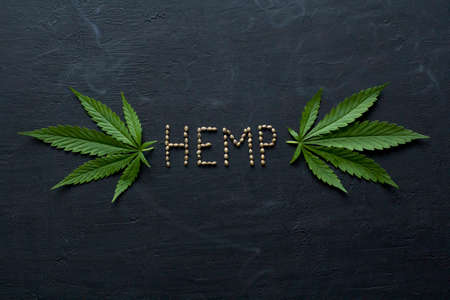 Green leaves and seeds of technical hemp lie on a black modern concrete background. Green background of leaves. Close-up young hemp. Green cannabis leaves, marijuana leaves. Copy space for your text.の写真素材