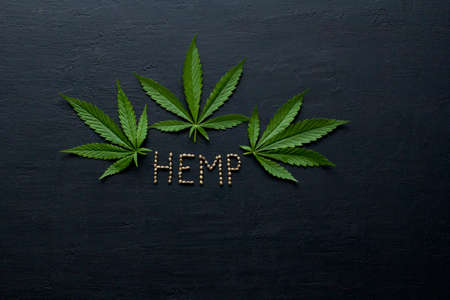 Green leaves and seeds of technical hemp lie on a black modern concrete background. Green background of leaves. Close-up young hemp. Green cannabis leaves, marijuana leaves. Copy space for your text.の写真素材