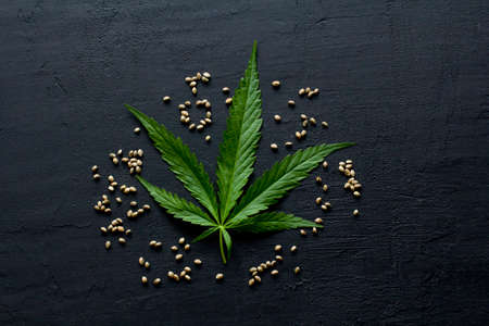 Green leaves and seeds of technical hemp lie on a black modern concrete background. Green background of leaves. Close-up young hemp. Green cannabis leaves, marijuana leaves. Copy space for your text.の写真素材