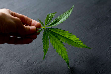 Green leaves and seeds of technical hemp lie on a black modern concrete background. Green background of leaves. Close-up young hemp. Green cannabis leaves, marijuana leaves. Copy space for your text.の写真素材