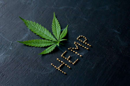 Green leaves and seeds of technical hemp lie on a black modern concrete background. Green background of leaves. Close-up young hemp. Green cannabis leaves, marijuana leaves. Copy space for your text.の写真素材