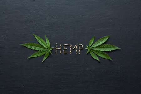Green leaves and seeds of technical hemp lie on a black modern concrete background. Green background of leaves. Close-up young hemp. Green cannabis leaves, marijuana leaves. Copy space for your text.の写真素材