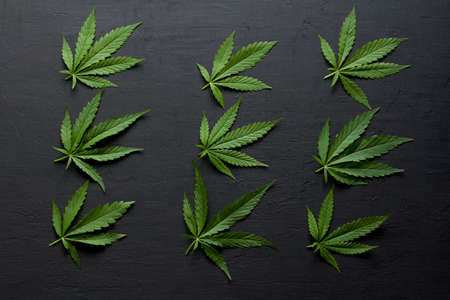 Green leaves and seeds of technical hemp lie on a black modern concrete background. Green background of leaves. Close-up young hemp. Green cannabis leaves, marijuana leaves. Copy space for your text.の写真素材