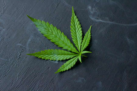 Green leaves and seeds of technical hemp lie on a black modern concrete background. Green background of leaves. Close-up young hemp. Green cannabis leaves, marijuana leaves. Copy space for your text.の写真素材