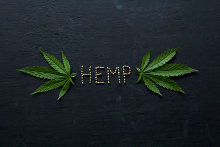 Green leaves and seeds of technical hemp lie on a black modern concrete background. Green background of leaves. Close-up young hemp. Green cannabis leaves, marijuana leaves. Copy space for your text.の写真素材