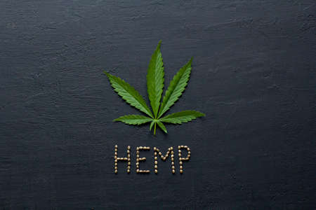 Green leaves and seeds of technical hemp lie on a black modern concrete background. Green background of leaves. Close-up young hemp. Green cannabis leaves, marijuana leaves. Copy space for your text.の写真素材