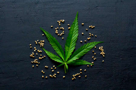 Green leaves and seeds of technical hemp lie on a black modern concrete background. Green background of leaves. Close-up young hemp. Green cannabis leaves, marijuana leaves. Medicinal indica with CBD.の写真素材