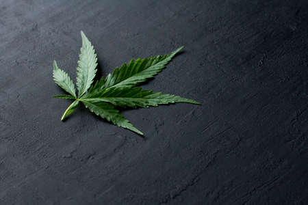 Green leaves of technical hemp lie on a black modern concrete background. Green background of leaves. Close-up young hemp. Green cannabis leaves, marijuana leaves. Copy space for your text.の写真素材