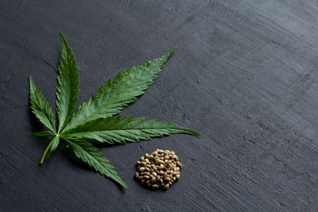 Green leaves and seeds of technical hemp lie on a black modern concrete background. Green background of leaves. Close-up young hemp. Green cannabis leaves, marijuana leaves. Medicinal indica with CBD.の写真素材