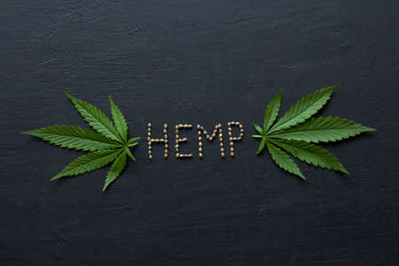 Green leaves and seeds of technical hemp lie on a black modern concrete background. Green background of leaves. Close-up young hemp. Green cannabis leaves, marijuana leaves. Medicinal indica with CBD.の写真素材