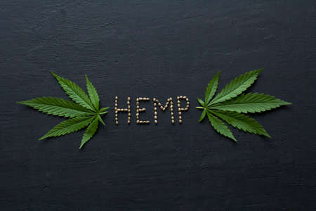 Green leaves and seeds of technical hemp lie on a black modern concrete background. Green background of leaves. Close-up young hemp. Green cannabis leaves, marijuana leaves. Medicinal indica with CBD.の写真素材