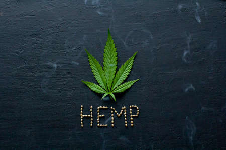 Green leaves and seeds of technical hemp lie on a black modern concrete background. Green background of leaves. Close-up young hemp. Green cannabis leaves, marijuana leaves. Copy space for your text.の写真素材